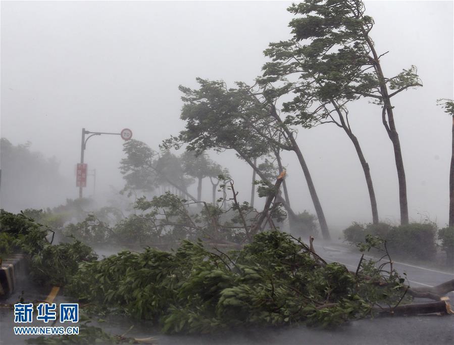 台帕卡风最新消息：深度解析其设计理念、市场前景及潜在风险