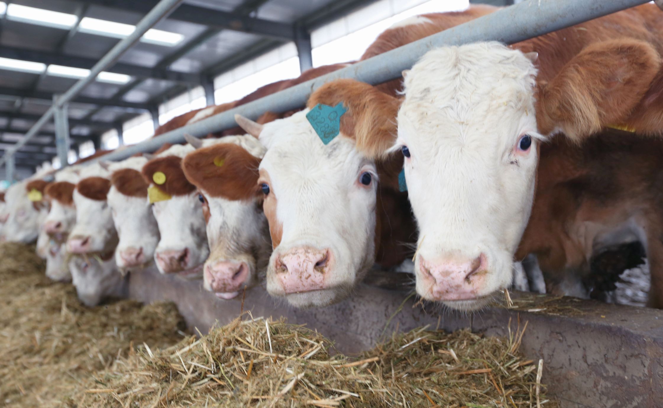 肉牛价格今日牛价：市场行情分析及未来走势预测