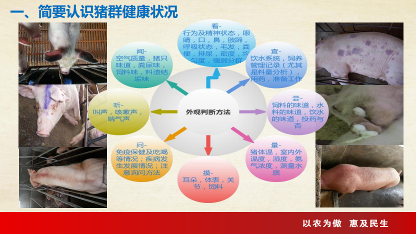 猪的今日运势：全面分析今日对猪友的影响