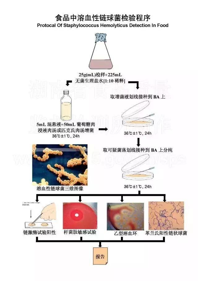 最新分离菌株研究进展：从微生物资源到产业应用的探索