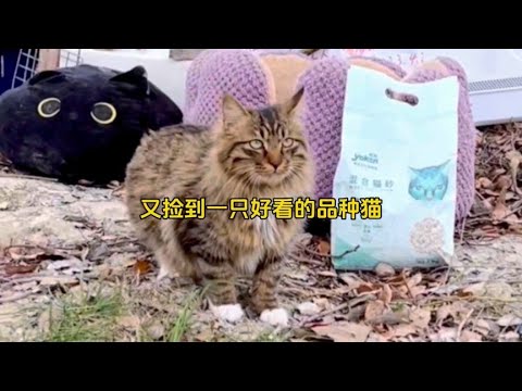 猫资转种者-的实际情况及发展趋势：从种族、经济和社会角度分析