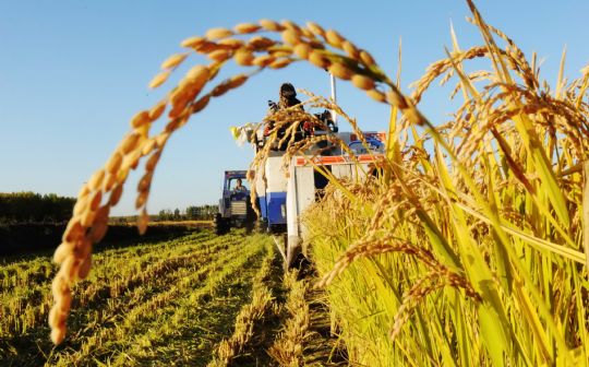 最新粮食价波动分析：市场供需、政策调控及未来走势预测