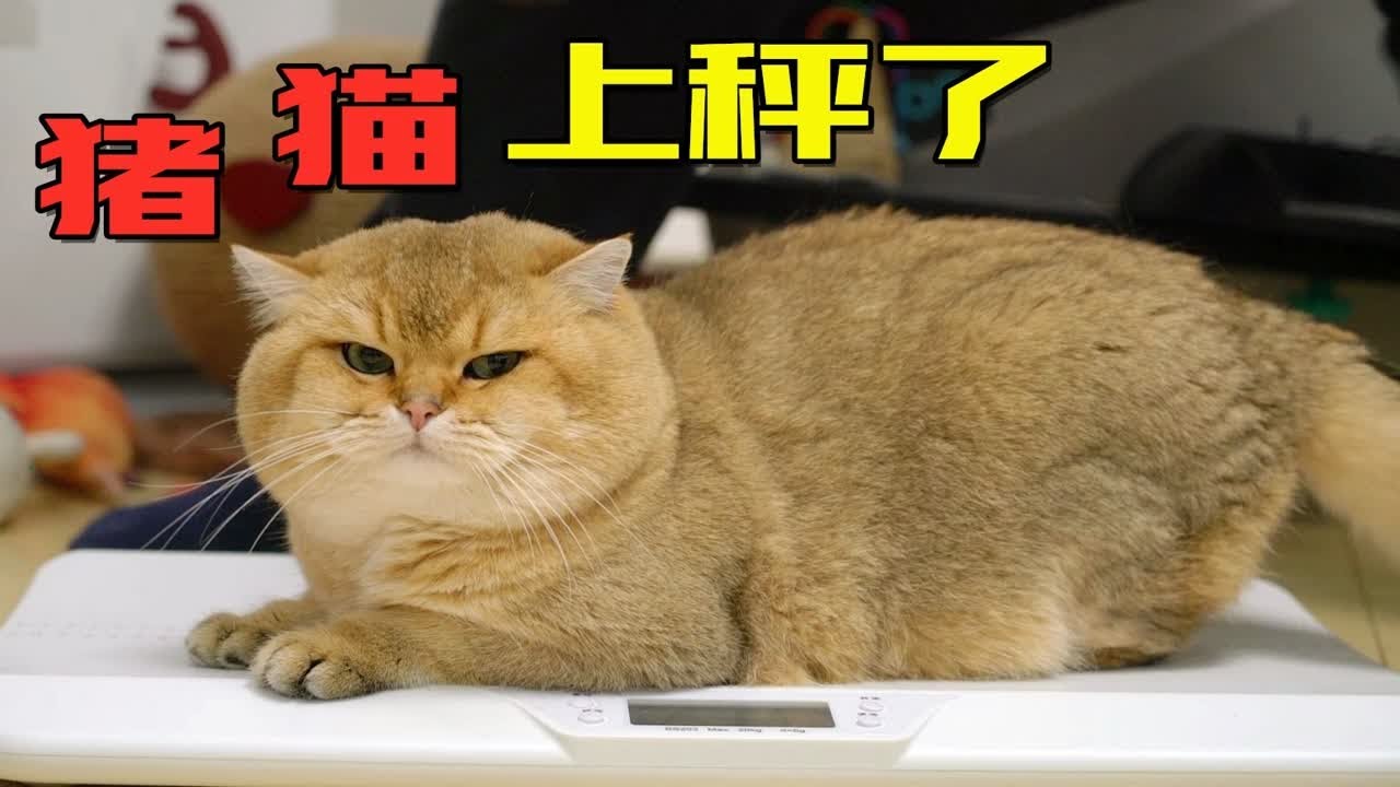 深度解析：最新猪猫gv背后的创作理念与社会影响