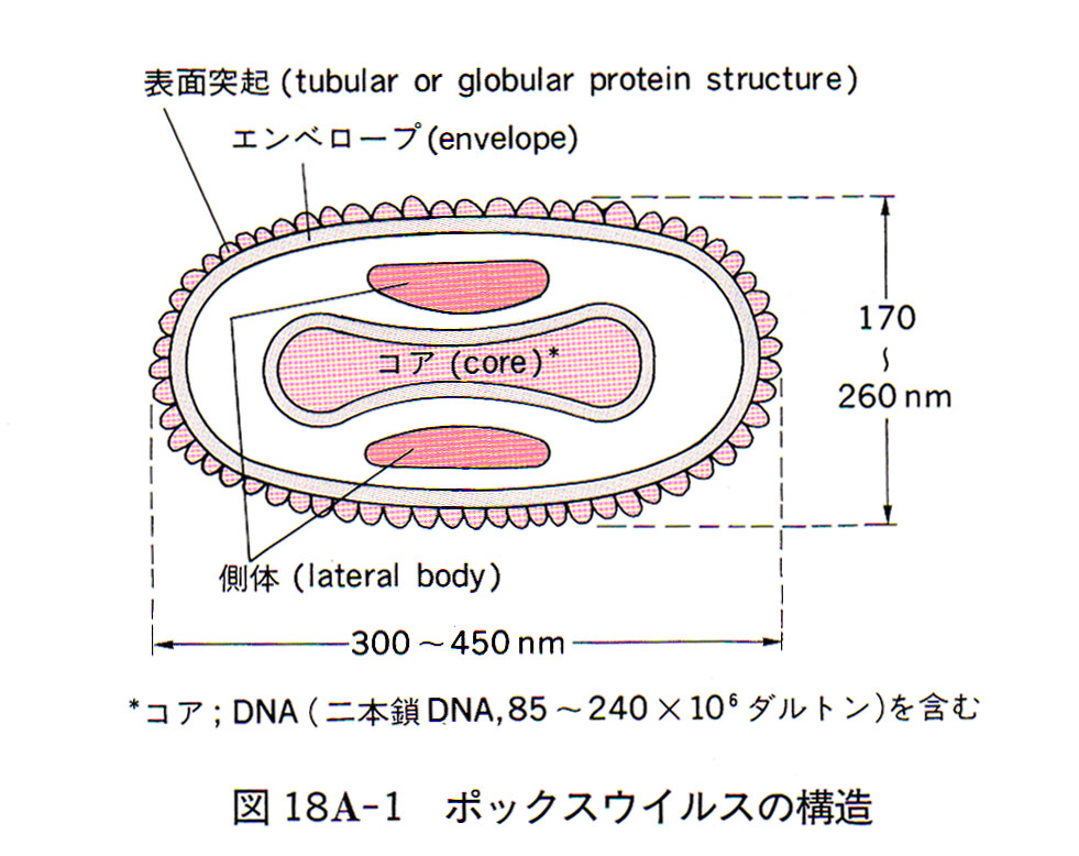 挤痘痘最新研究：科学护肤，远离痘痘困扰