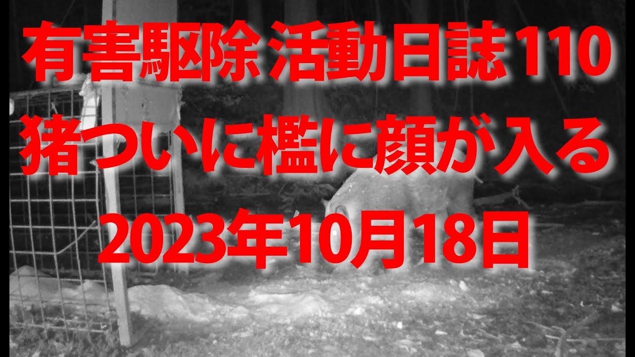 最新养小猪指南：品种选择、疾病防治及高效养殖策略