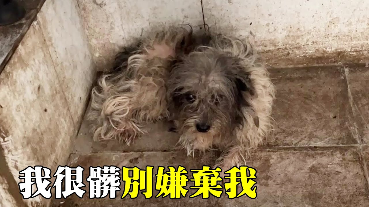 最新狼狗死亡事件分析：从现状到封览和保护的思考