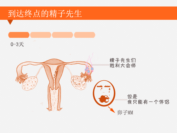 图解卵蛋最新：从科学角度深度解析卵细胞的结构与发育