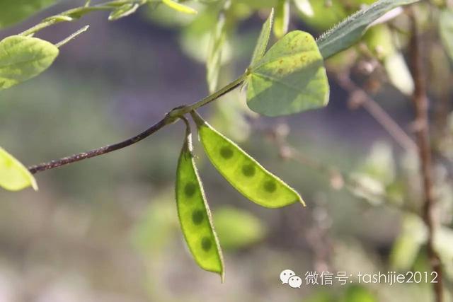 深度解析最新小草下载：资源获取、安全风险与未来趋势