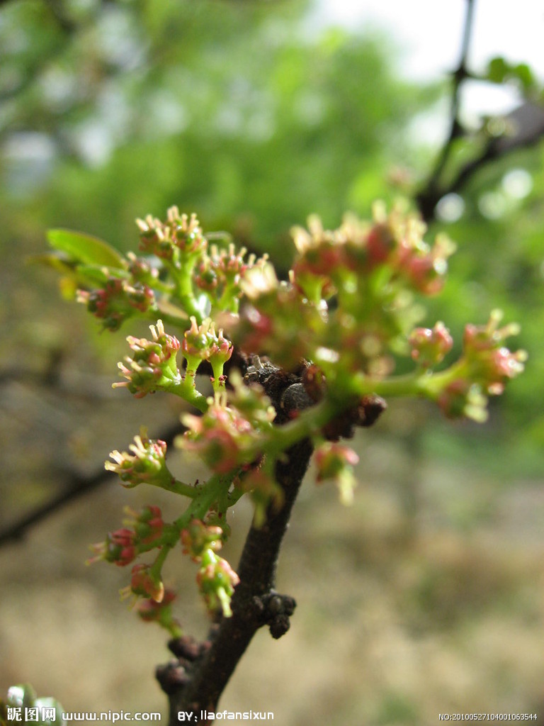 最新花椒树种植技术及市场前景分析：品种选择、病虫害防治与未来发展趋势