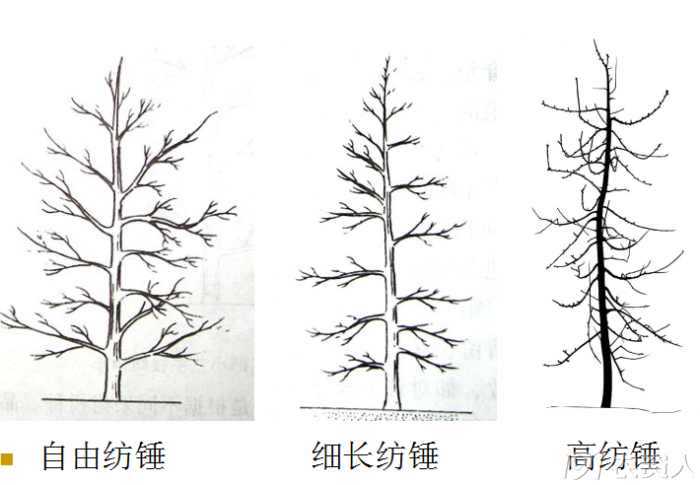 最新造型果树：园艺艺术新潮流与未来发展趋势