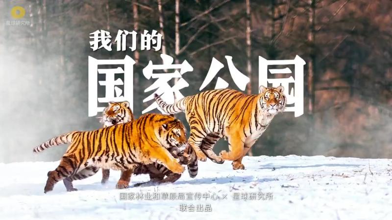 东北虎豹公园最新进展：野生动物保护与生态旅游的平衡之路