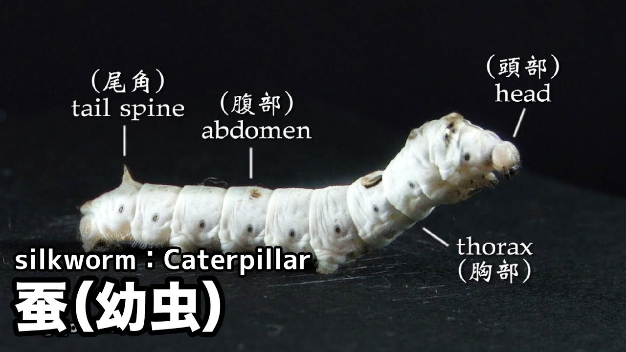 调整生态系统：论最新蟲蚕的研究及应用