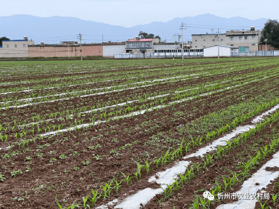 菏泽市玉米最新价格深度解析：市场行情、影响因素及未来走势预测