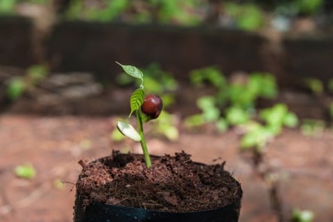 花木网免费最新求购信息：高效获取绿化苗木资源的实用指南