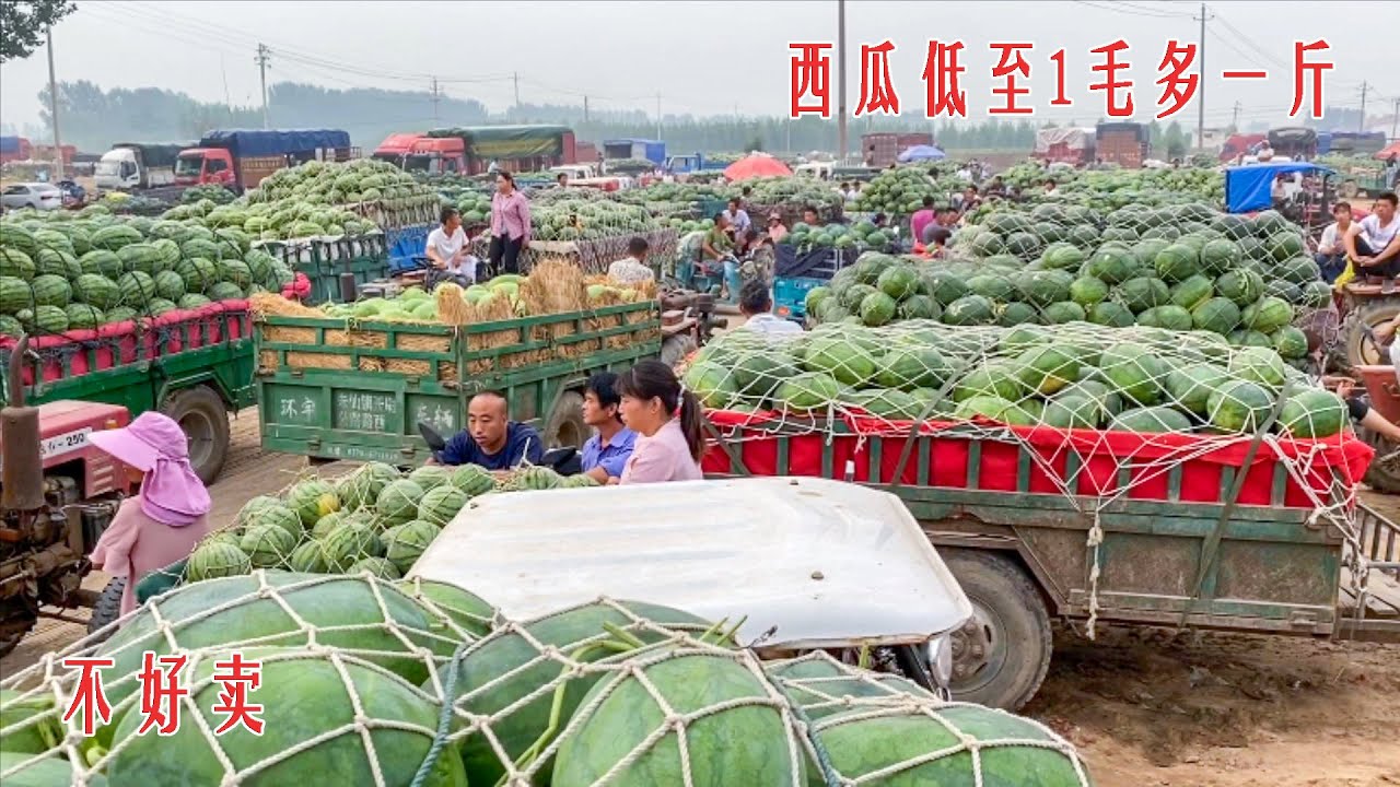 南京西瓜批发价格最新行情深度解析：市场现状、价格走势及未来预测