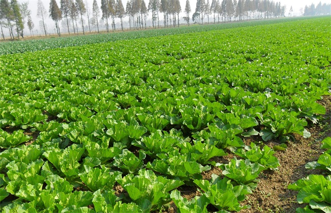 大白菜产地最新价格波动分析：种植成本、市场供需与未来走势预测