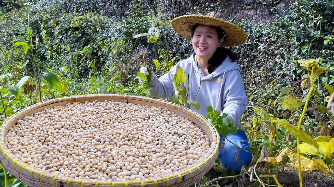 探讨最新型毛豆收取机：技术前景与市场发展趋势