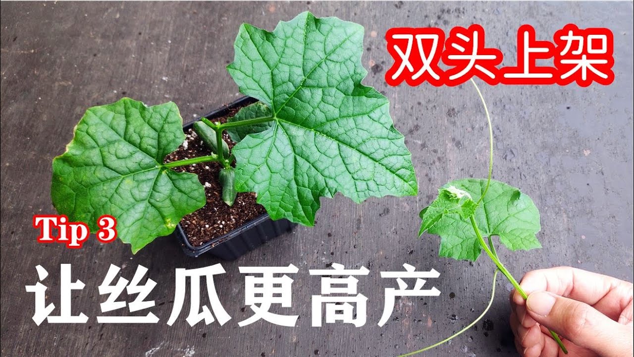 丝瓜最新种植技术及市场行情分析：品种选择、病虫害防治与未来趋势